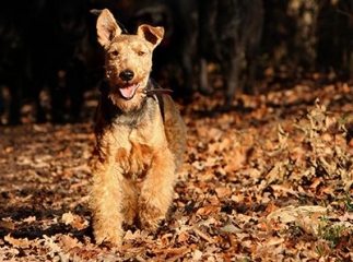 chien Welsh Terrier